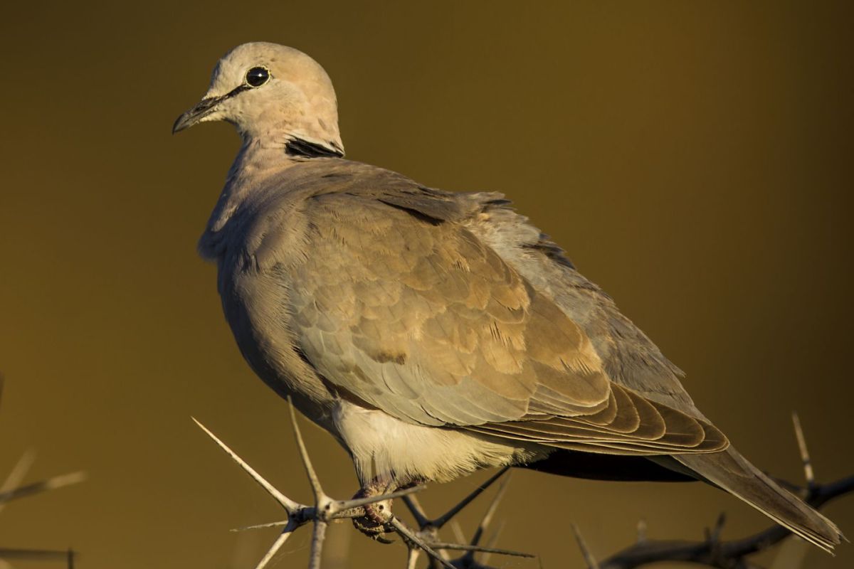 Cape Turtle Dove